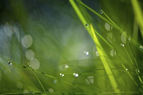 Leaves of grass with droplets, Mindelheim, Unterallg&auml;u, Bavaria, Germany