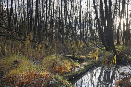 alder marsh (Alnus glutinosa), Emsland, Lower Saxony, Germany