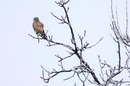 Common kestrel (Falco tinnunculus), male, standing on a branch covered with hoarfrost, Hesse, Germany