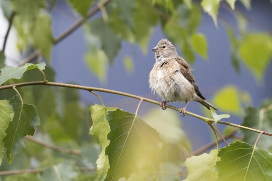 Linnet (Carduelis cannabina), young bird, standing on a branch of a birch (Betula), Hesse, Germany