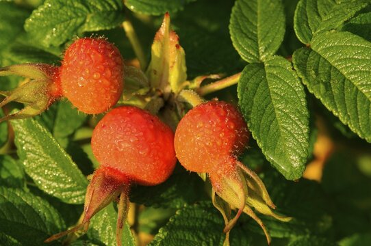 Rugosa rose (Rosa rugosa), rose hips, Emsland, Lower Saxony, Germany