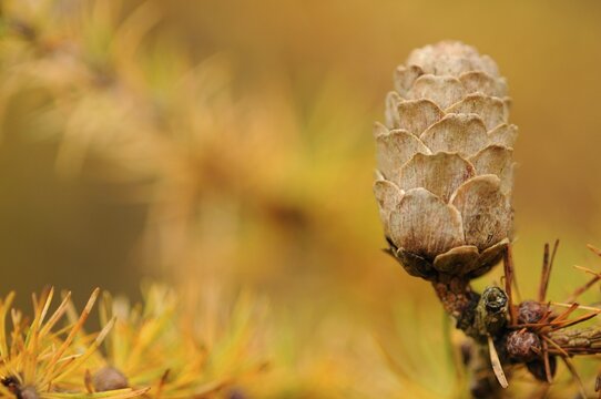 European larch (Larix decidua), Emsland, Lower Saxony, Germany
