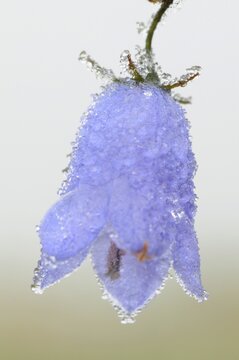 Harebell (Campanula rotundifolia) in hoar frost, Emsland, Lower Saxony, Germany