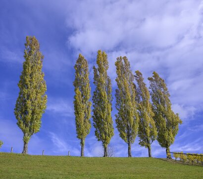 True lombardy popla (Populus nigra 'Italica'), Glanz an der Weinstra&szlig;e, Styria, Austria