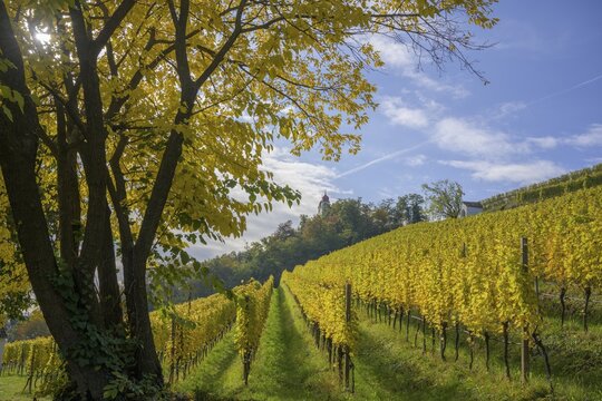Autumn vineyard at the Way of the Cross to the Gleif Chapel, St. Michael, South Tyrol, Italy