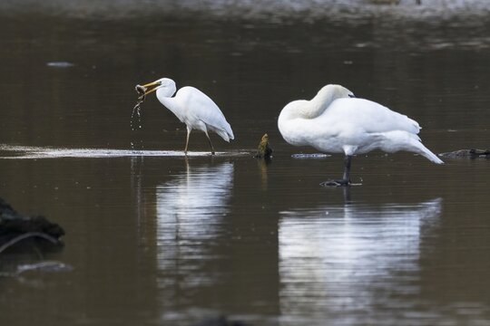 Great egret (Ardea alba), standing in the water with common roach (Rutilus rutilus) in its beak, Hesse, Germany