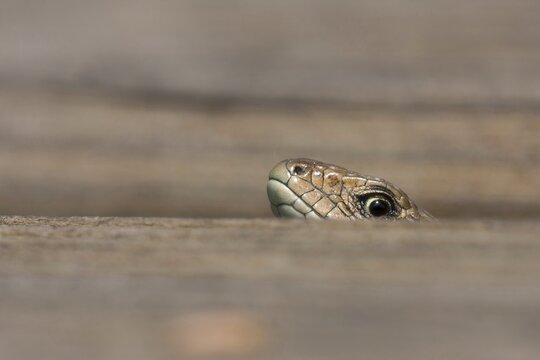 Viviparous lizard (Lacerta vivipara), peeping out of a crack in a wooden bridge, animal portrait, Hesse, Germany