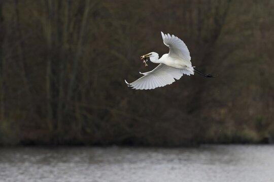 Flying egret (Ardea alba) with common roach (Rutilus rutilus) in its beak, Hesse, Germany