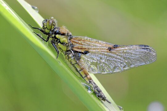 Four-spotted chaser (Libellula quadrimaculata) at reed stem im Morgentau, Hesse, Germany