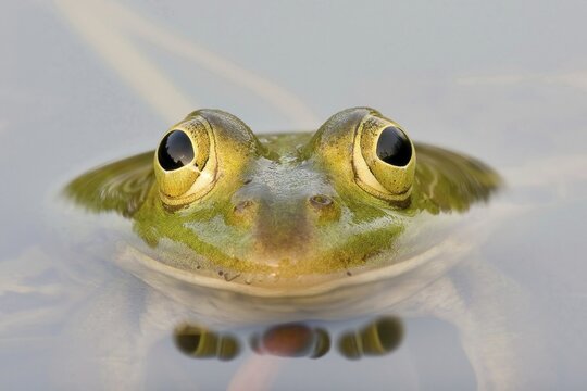 Green frog (Rana esculenta) in the water, animal portrait, Hesse, Germany