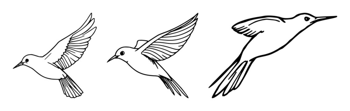 Flying bird set with continuous line drawing element isolated on white background featuring line art, outline, bird silhouette with decorative element and vector illustration