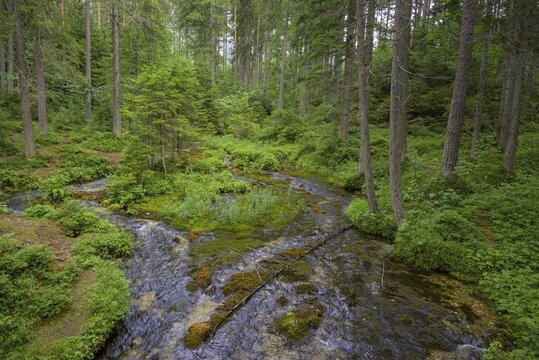 Spring brook at the Kreuzteich, Trag&ouml;&szlig;-Sankt Katharein, Styria, Austria