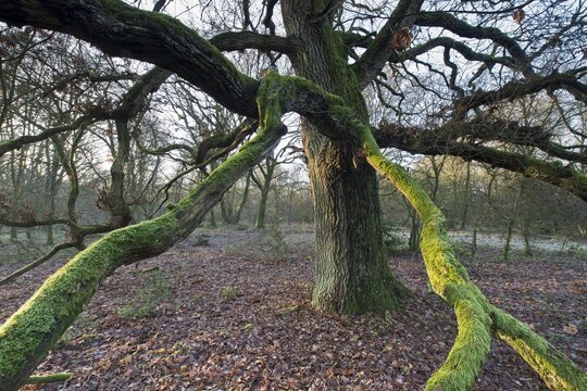 Wood pasture oak (Quercus robur), Emsland, Lower Saxony, Germany