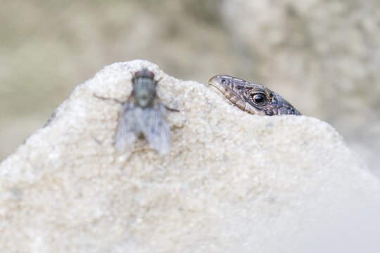 Viviparous lizard (Lacerta vivipara), lurking behind stone for fly, Hesse, Germany