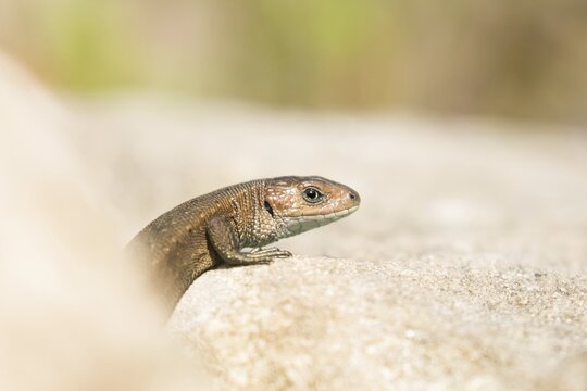 Viviparous lizard (Lacerta vivipara), animal portrait, Hesse, Germany