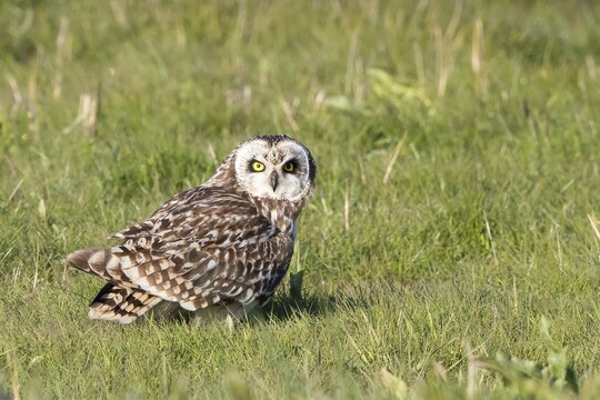 Short-eared owl (Asio flammeus) on the ground, Texel, North Holland, Netherlands