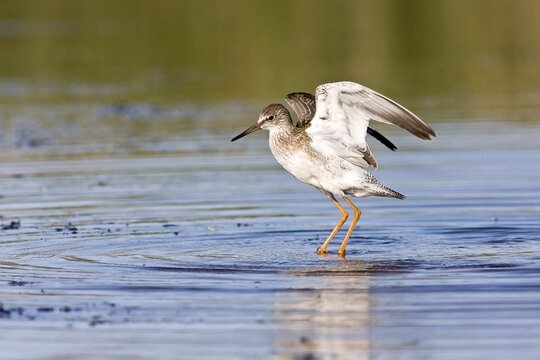 Common redshank (Tringa totanus), standing in the water, flapping wings, Texel, West Frisian Islands, North Holland Province, Netherlands
