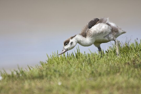 Common shelduck (Tadorna tadorna), young bird, foraging, Texel Island, North Holland, Netherlands