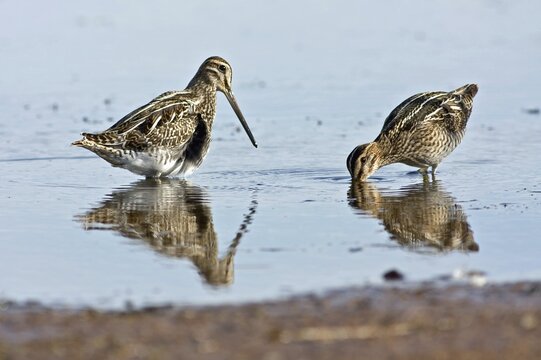 Two Snipe (Gallinago) (gallinago), standing in the water, foraging, Texel Island, Holland, Netherlands