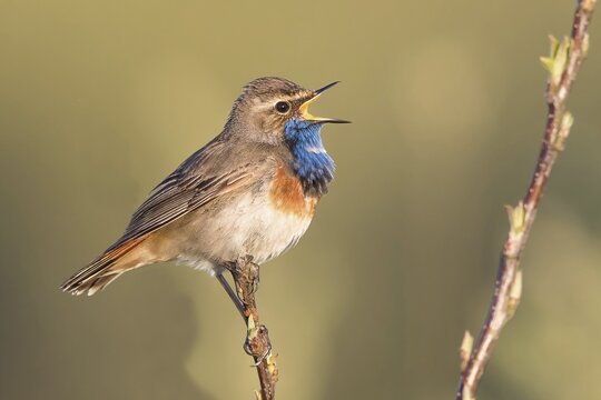 Bluethroat (Luscinia svecica), male, singing, on the singing platform, Texel Island, North Holland, North Sea, Netherlands