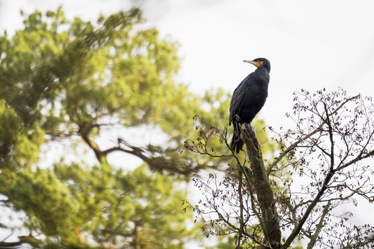 Great cormorant (Phalacrocorax carbo) standing on a branch of a tree, Hesse, Germany