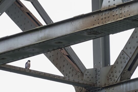 Peregrine falcon (Falco peregrinus), adult, standing on iron bridge strut, Hesse, Germany