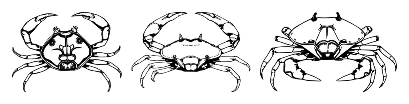 Horseshoe crab set with hand-drawn antique woodcut style illustration featuring marine biology, scientific illustration, white background with realism and anatomy