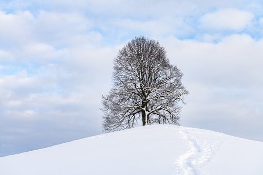 Freestanding lime tree on hill, winter, Hirzel, drumlin landscape, Canton Zurich, Switzerland