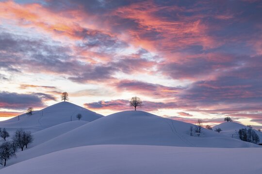 Linden trees on snow-covered hills, winter landscape at Hirzel in the evening mood, drumlin landscape, Canton Zurich, Switzerland