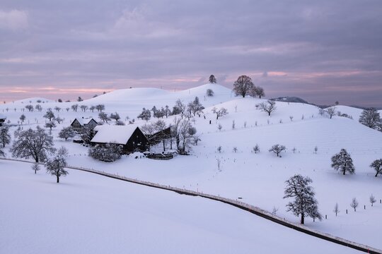 Winter landscape at Hirzel, drumlin landscape, trees on hill, Canton Zurich, Switzerland