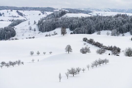 Winter Landscape at Hirzel, Drumlin Landscape, Canton of Zurich, Switzerland