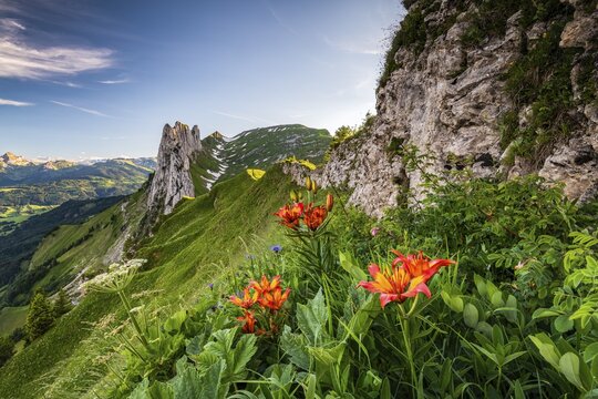 Fire lily (Lilium bulbiferum) in front of Saxer L&uuml;cke, Alpstein, Appenzell, Switzerland
