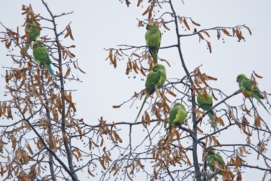 Rose-ringed parakeets (Psittacula krameri), Speyer, Rhineland-Palatinate, Germany