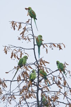 Rose-ringed parakeets (Psittacula krameri), Speyer, Rhineland-Palatinate, Germany