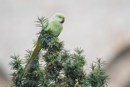 Rose-ringed parakeet (Psittacula krameri), Speyer, Rhineland-Palatinate, Germany