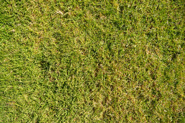 Textura de césped verde natural de pasto Kikuyo (Pennisetum clandestinum) bajo la luz del sol © veronica