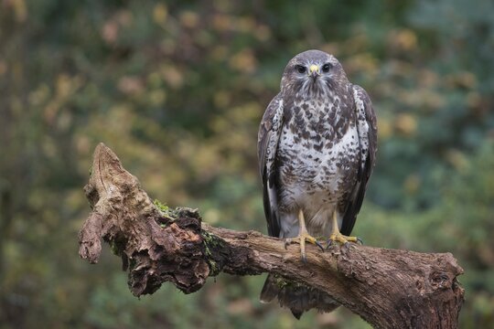 Steppe buzzard (Buteo buteo), Emsland, Lower Saxony, Germany
