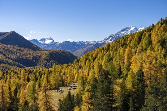 Autumn larch forest off Pizzo Scalino, Val di Campo, Engadin, Canton Graub&uuml;nden, Switzerland