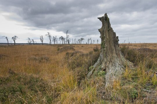 Dead pines in a bog (Pinus sylvestris), High Fens, Belgium