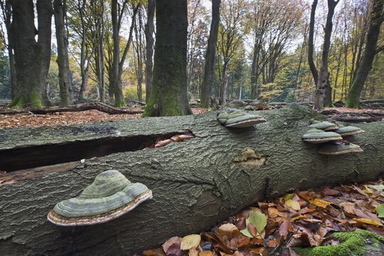 Tinder fungus (Fomes fomentarius), Emsland, Lower Saxony, Germany