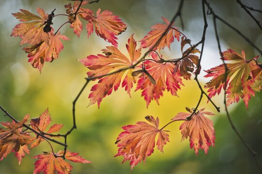 Fullmoon maple (Acer japonicum Aconitifolium), Emsland, Lower Saxony, Germany