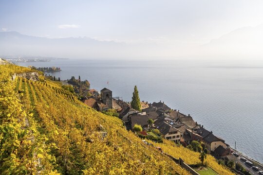 Vineyards in autumn, view of Lake Geneva and the winegrowing village of Saint-Saphorin, UNESCO World Heritage Site Lavaux, Vaud, Switzerland