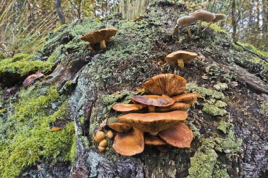 Mushrooms and lichens on a tree stump, Emsland, Lower Saxony, Germany