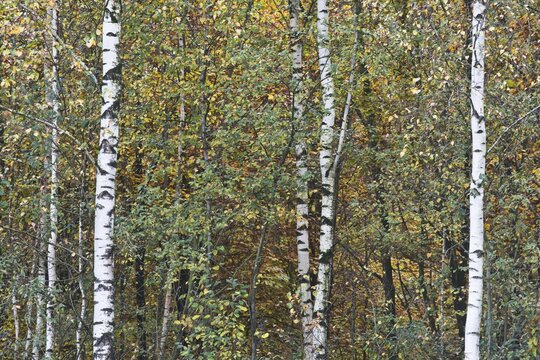 Warty birch (Betula pendula), Emsland, Lower Saxony, Germany