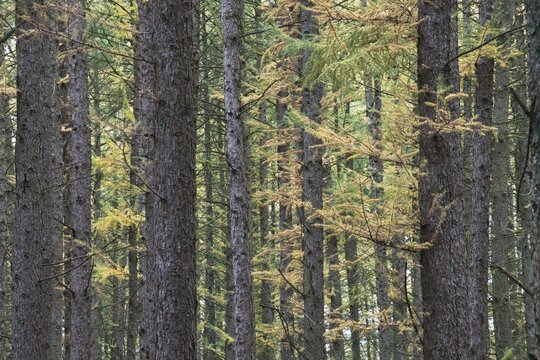 European larch (Larix decidua), Emsland, Lower Saxony, Germany