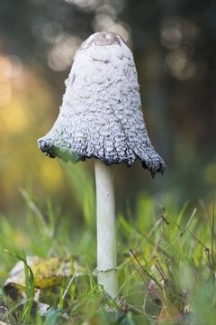 Shaggy ink cap (Coprinus comatus), Emsland, Lower Saxony, Germany