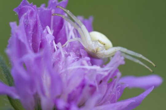 Goldenrod crab spider (Misumena vatia), Alpe di Siusi, Dolomites, Italy