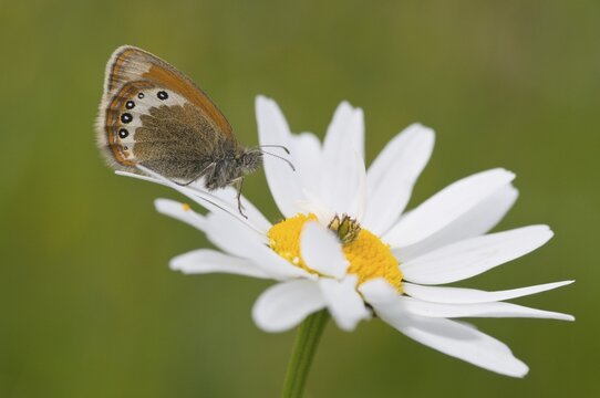 Alpine heath (Coenonympha gardetta), Alpe di Siusi, Dolomites, Italy