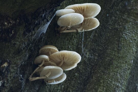 Porcelain fungi (Oudemansiella mucida), Emsland, Lower Saxony, Germany
