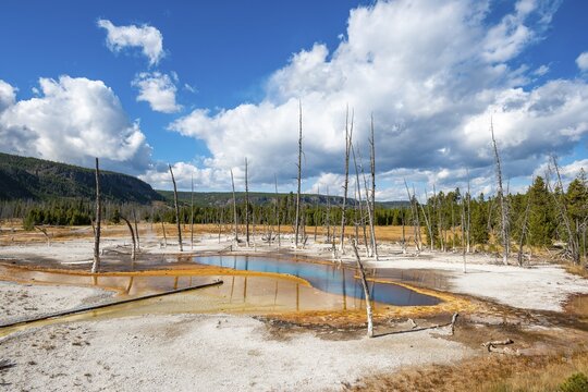 Dead trees at Opalescent Pool with mineral deposits, Black Sand Basin, Yellowstone National Park, Wyoming, USA